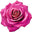 Japanese Rose