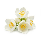 Jasmine grandiflora