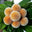 kadamba flower