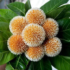 kadamba flower