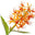 Kahili Ginger