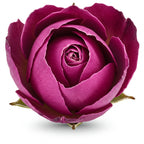 Kermanshah rose otto