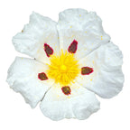 Labdanum