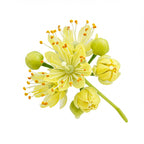 Linden blossom