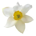 النرجس
