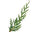 Nootka Cypress
