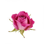 Persian rose otto