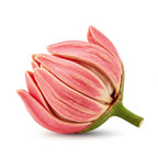Pink champaka