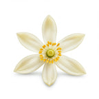 Pomelo blossom
