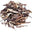 Pu-erh Tea
