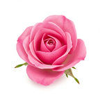 Rosa Alba
