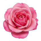 Rose alba