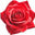 Rose Otto