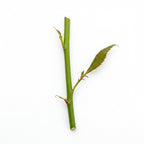 Rose stem