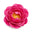 Russian gallica rose otto