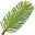 Siberian Fir