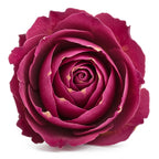 Taif rose otto