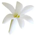 زهرة الأنبوبة