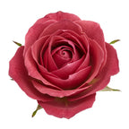 Vintage taif rose