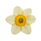 Vintage narcissus