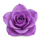 Violet rose