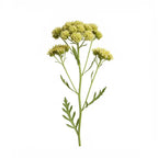 Artemisia
