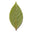 Bay Leaf