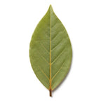 Bay Leaf