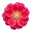 Bulgarian Rose Otto