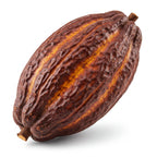 براعم الكاكاو