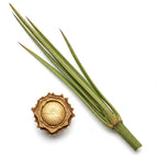 Calamus