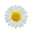 Chamomile