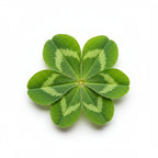 Clover