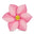 Costus