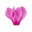 Cyclamen