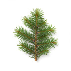 Douglas Fir