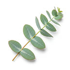 Eucalyptus