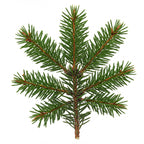 Fir