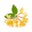 Honeysuckle