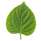 Indonesian Patchouli Leaf