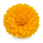Indian marigold