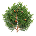 Nootka Cypress