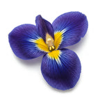 Orris