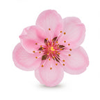 Peach Blossom