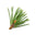 Pine needles