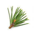 Pine needles