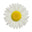 Roman Chamomile