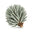 Silver Fir