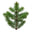Spruce