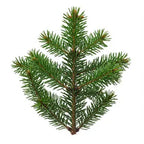 Spruce